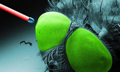 Mini-Objektiv aus dem 3D-Drucker auf einer optischen Faser neben einer Fliege (Bild: Universität Stuttgart)